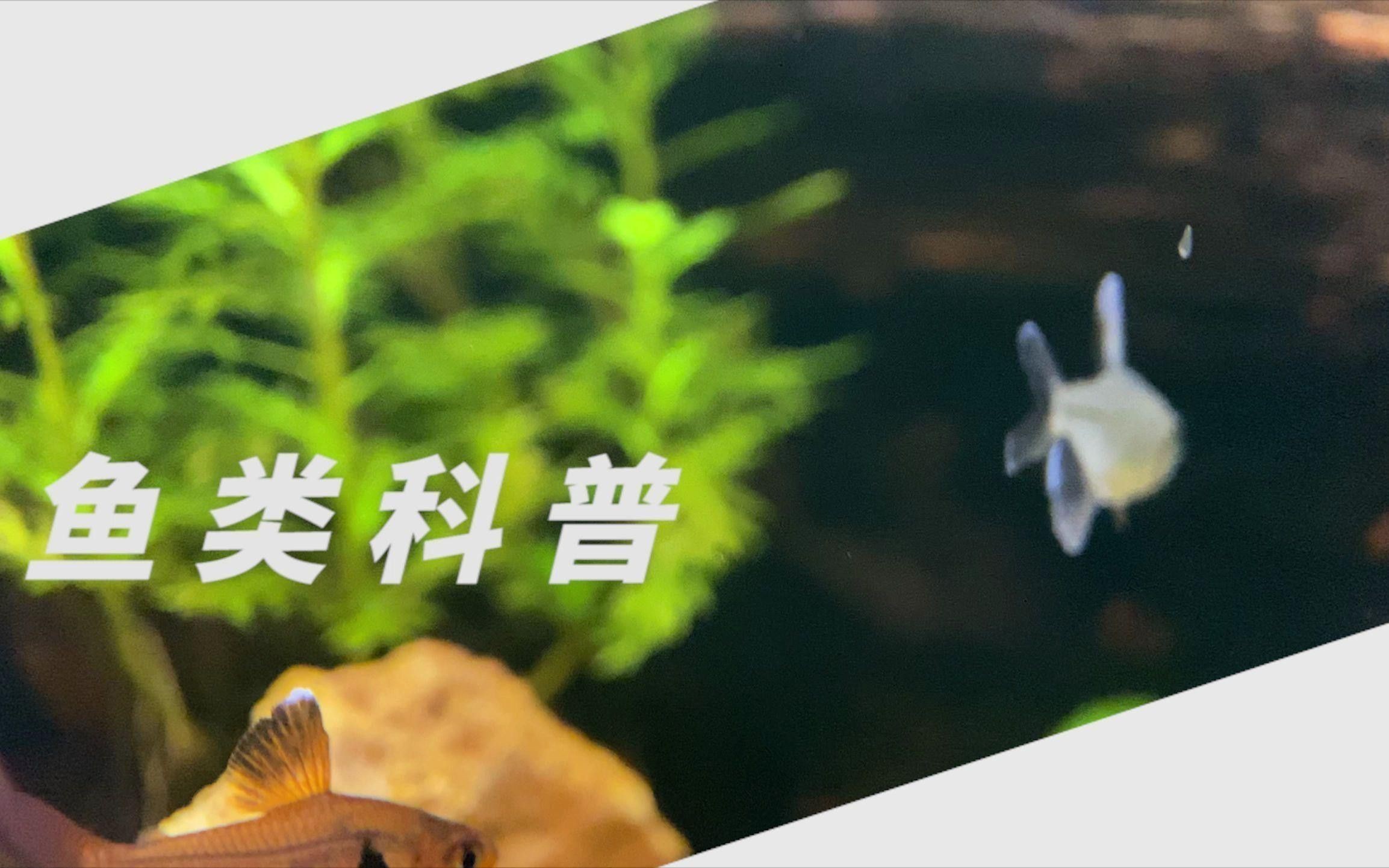 火焰變色龍如何飼養？ 火焰變色龍如何飼養？ 龍魚百科 第5張