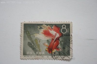 紅龍魚拍賣價格記錄（世界上最貴的一條魚，拍賣400萬元，血紅龍魚僅不足2公斤卻價值500萬元）