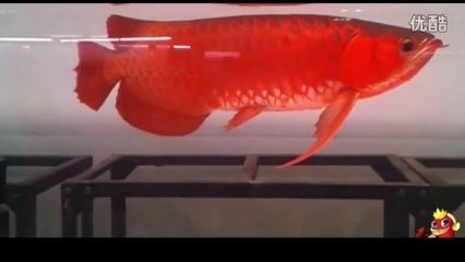 紅龍魚拍賣價格記錄（世界上最貴的一條魚，拍賣400萬元，血紅龍魚僅不足2公斤卻價值500萬元）