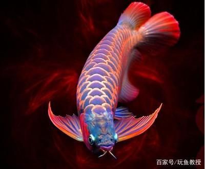 紅龍魚拍賣價格記錄（世界上最貴的一條魚，拍賣400萬元，血紅龍魚僅不足2公斤卻價值500萬元）