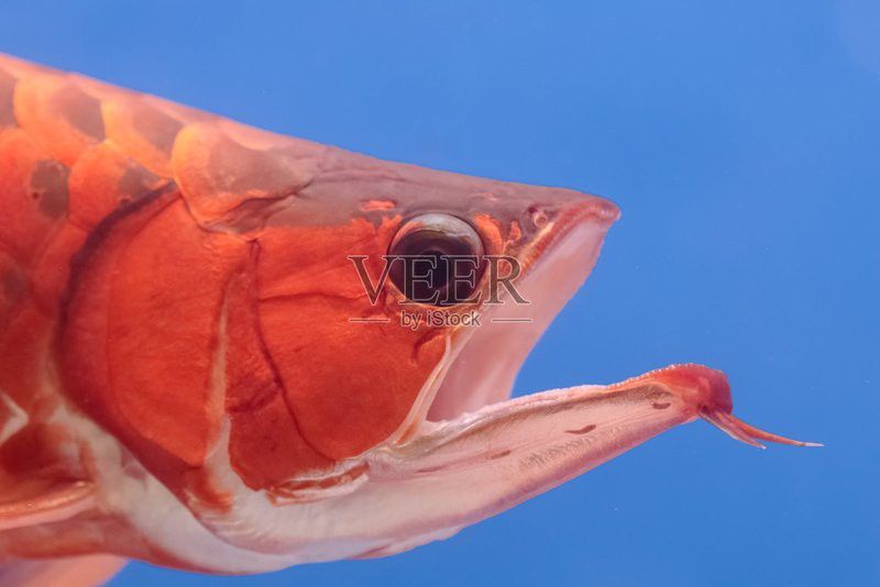 大紅龍魚圖片欣賞大全集視頻 大紅龍魚圖片欣賞大全集視頻 龍魚百科 第2張