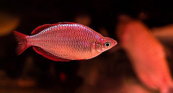 魚充血怎么治療