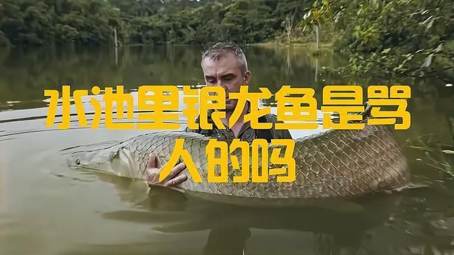 養一條銀龍魚代表什么