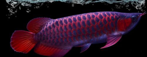 龍魚翻白了怎么處理：龍魚翻白后如何緊急增氧 龍魚翻白了怎么處理：龍魚翻白后如何緊急增氧 龍魚百科 第5張