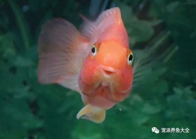 龍魚公魚大還是母魚大（探討龍魚公魚和母魚的體型差異，龍魚母魚的選購指南） 龍魚公魚大還是母魚大（探討龍魚公魚和母魚的體型差異，龍魚母魚的選購指南） 龍魚百科 第1張