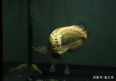 龍魚公魚大還是母魚大（探討龍魚公魚和母魚的體型差異，龍魚母魚的選購指南） 龍魚公魚大還是母魚大（探討龍魚公魚和母魚的體型差異，龍魚母魚的選購指南） 龍魚百科 第2張