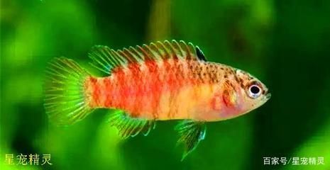 龍魚公魚大還是母魚大（探討龍魚公魚和母魚的體型差異，龍魚母魚的選購指南） 龍魚公魚大還是母魚大（探討龍魚公魚和母魚的體型差異，龍魚母魚的選購指南） 龍魚百科 第4張