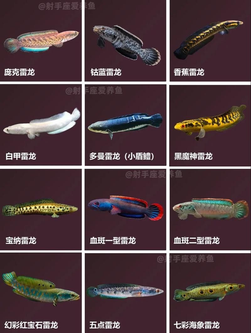 雷龍魚價格多少錢一條啊 雷龍魚價格多少錢一條啊 龍魚百科 第7張