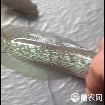 雷龍魚價格多少錢一條啊 雷龍魚價格多少錢一條啊 龍魚百科 第9張