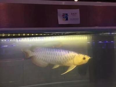 龍魚發色燈品牌希龍：希龍龍魚發色燈品牌產品牌產品牌評價 龍魚發色燈品牌希龍：希龍龍魚發色燈品牌產品牌產品牌評價 龍魚百科 第2張