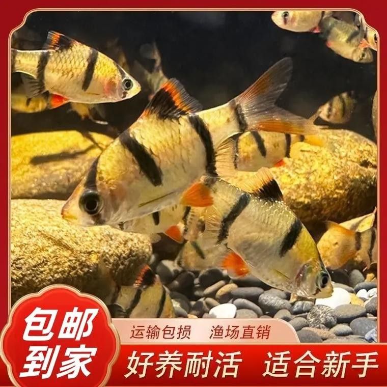 銀龍魚和虎皮魚可以混養嗎圖片大全