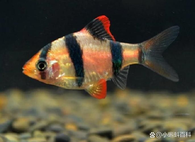 銀龍魚和虎皮魚可以混養嗎圖片大全