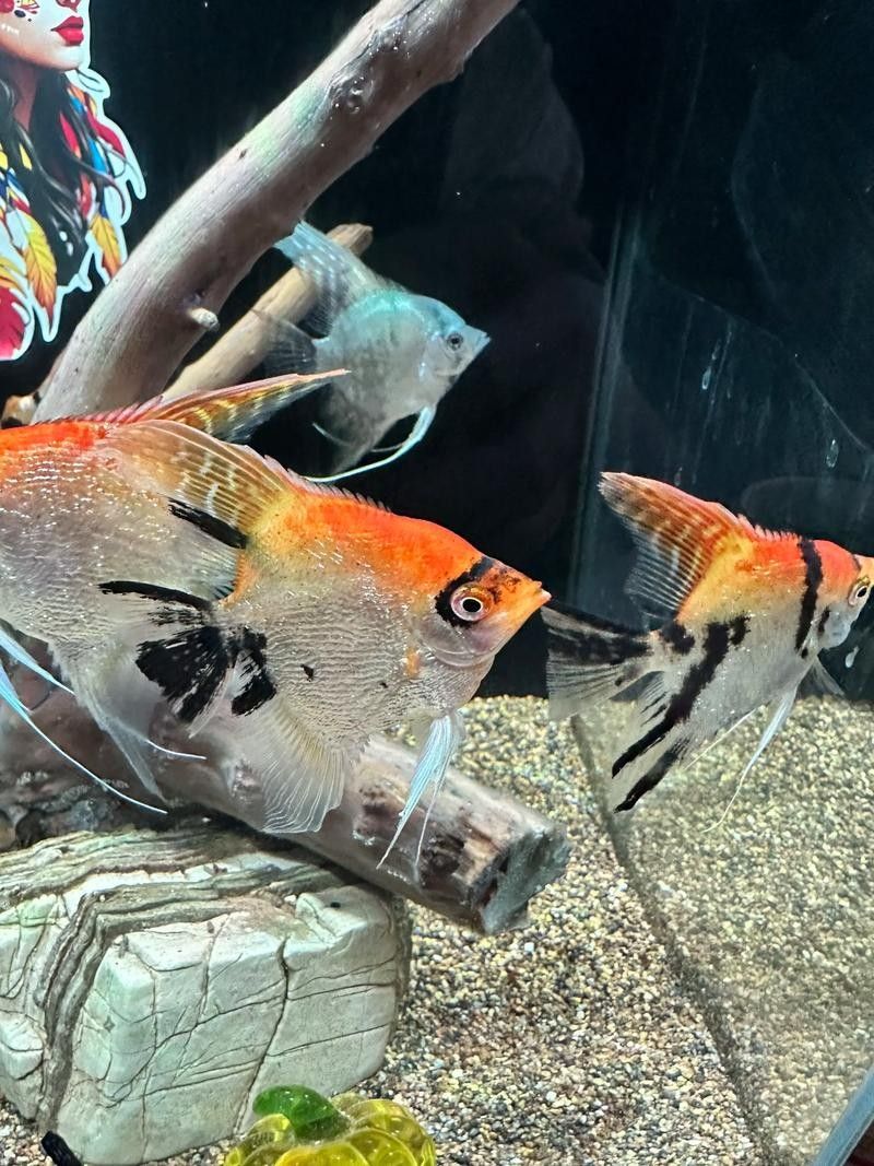 銀龍魚和虎皮魚可以混養嗎圖片大全