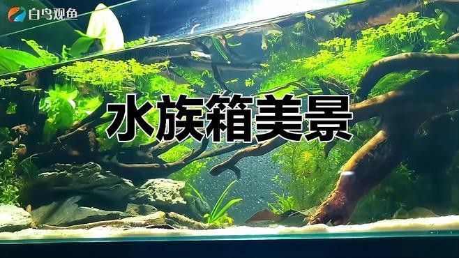 銀龍魚和虎皮魚可以混養嗎圖片大全