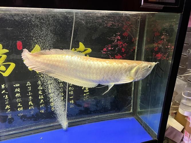 銀龍魚和虎皮魚可以混養嗎圖片大全