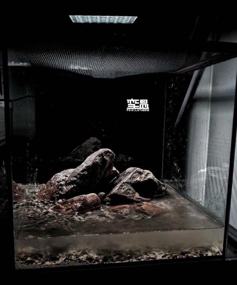小型雷龍魚缸造景圖片 小型雷龍魚缸造景圖片 龍魚百科 第3張
