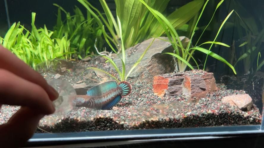 小型雷龍魚缸造景圖片 小型雷龍魚缸造景圖片 龍魚百科 第15張