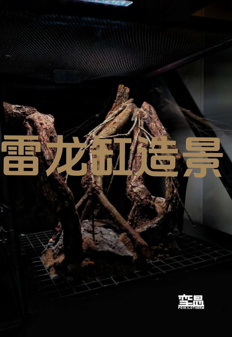小型雷龍魚缸造景圖片 小型雷龍魚缸造景圖片 龍魚百科 第14張