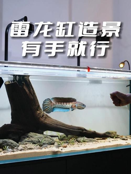 小型雷龍魚缸造景圖片 小型雷龍魚缸造景圖片 龍魚百科 第19張