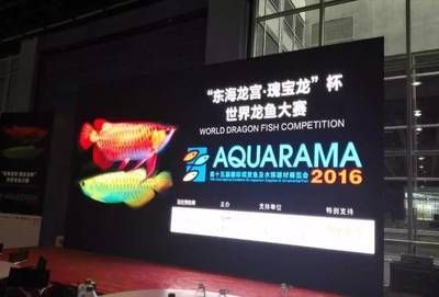 2024龍魚大賽（2024年中華龍舟大賽詳細信息：長城杯世界龍魚錦標賽）
