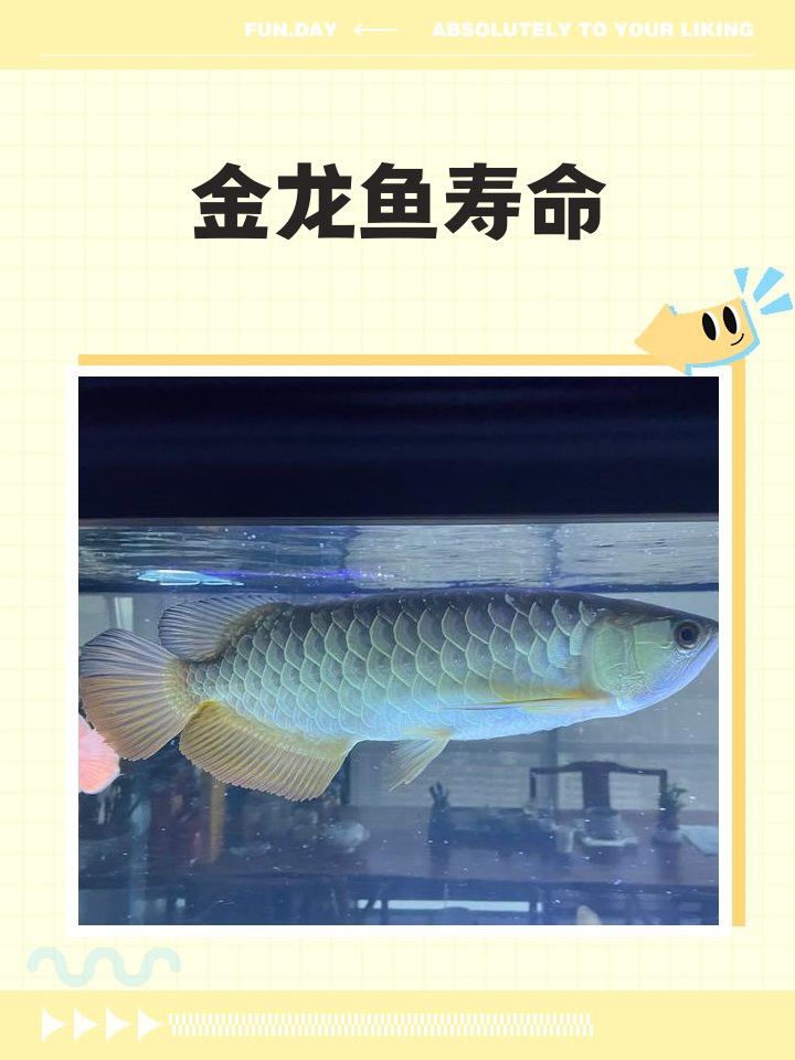 金龍魚可以活幾年啊