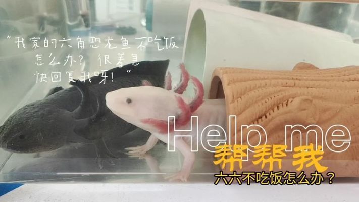 恐龍魚食量大嗎為什么（-恐龍魚食量大嗎，恐龍魚食量與生活習性的關系）