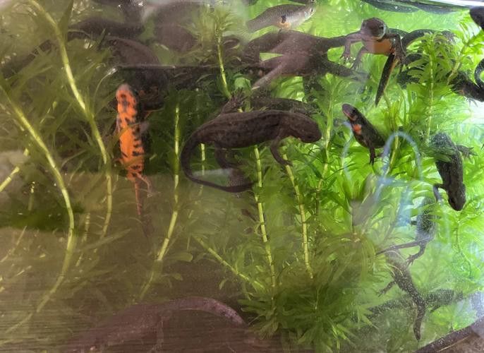 小火龍魚能和什么魚混養一起養魚