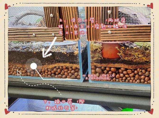 小火龍魚能和什么魚混養一起養魚