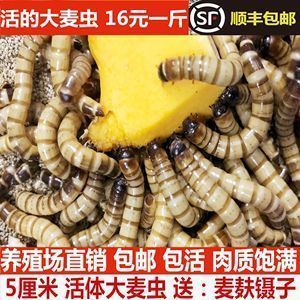 金龍魚吃什么食物長得快些（金龍魚吃什么食物能夠長得快一些）