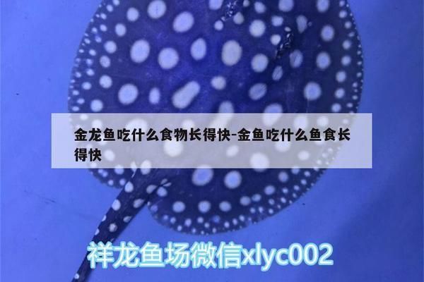 金龍魚吃什么食物長得快些（金龍魚吃什么食物能夠長得快一些）