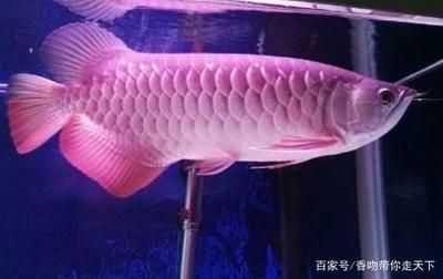龍魚全身長白點是什么魚：龍魚全身長白點是一種常見魚類疾病，龍魚白點病的隔離措施 龍魚全身長白點是什么魚：龍魚全身長白點是一種常見魚類疾病，龍魚白點病的隔離措施 龍魚百科 第1張