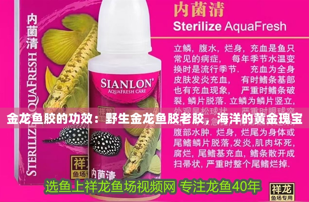 金龍魚膠的功效：野生金龍魚膠老膠，海洋的黃金瑰寶