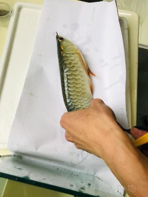 龍魚麻醉運輸