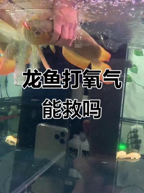 龍魚麻醉運輸