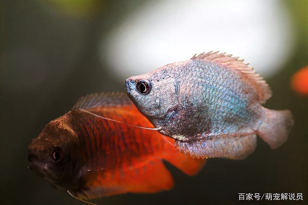 龍魚麻醉運輸