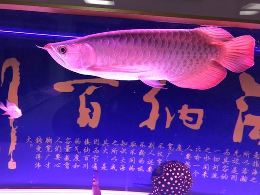 如何判斷龍魚是否缺乏維生素C：如何判斷龍魚是否缺乏維生素c
