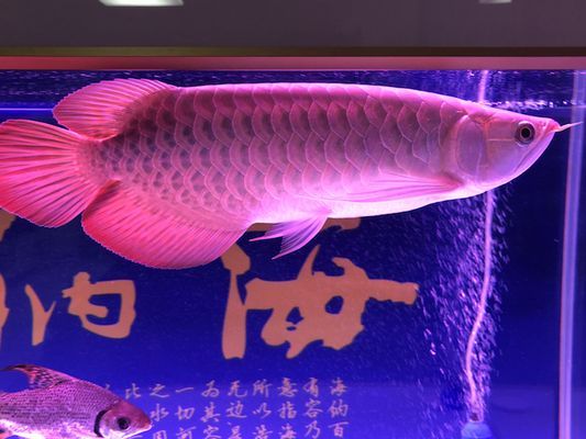 如何判斷龍魚是否缺乏維生素C：如何判斷龍魚是否缺乏維生素c