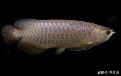 金龍魚青龍魚區別：金龍魚和青龍魚區別 金龍魚青龍魚區別：金龍魚和青龍魚區別 龍魚百科 第3張
