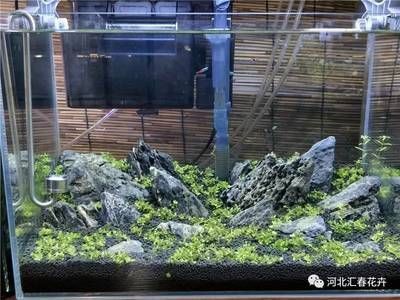 魚缸用增氧泵價格是多少:魚缸增氧機-xtrac增氧機-xtrac增氧機 養紅龍魚的好處和壞處視頻大全(養紅龍魚的好處和壞處視頻大全圖片) 龍魚百科 養紅龍魚的好處和壞處視頻大全(養紅龍魚的好處和壞處視頻大全圖片) 養紅龍魚的好處和壞處視頻大全(養紅龍魚的好處和壞處視頻大全圖片) 龍魚百科
