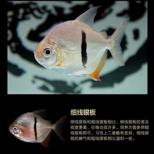 金龍魚和粗線混養好嗎圖片大全