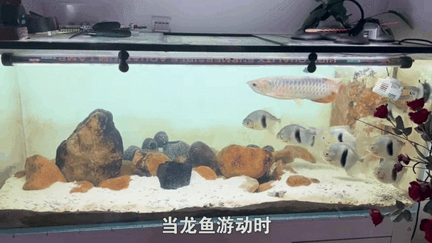 金龍魚和粗線混養好嗎圖片大全