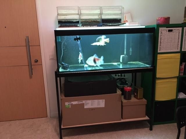 金龍魚和粗線混養好嗎圖片大全