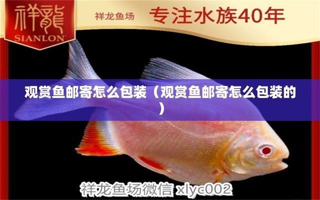 龍魚怎么打包郵寄的：打包郵寄龍魚前的健康檢查要點和注意事項和注意事項