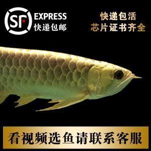 龍魚怎么打包郵寄的：打包郵寄龍魚前的健康檢查要點和注意事項和注意事項