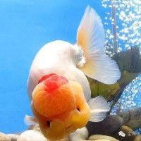 金魚(yú)種類(lèi)名字帶龍的