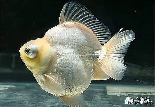 金魚(yú)種類(lèi)名字帶龍的