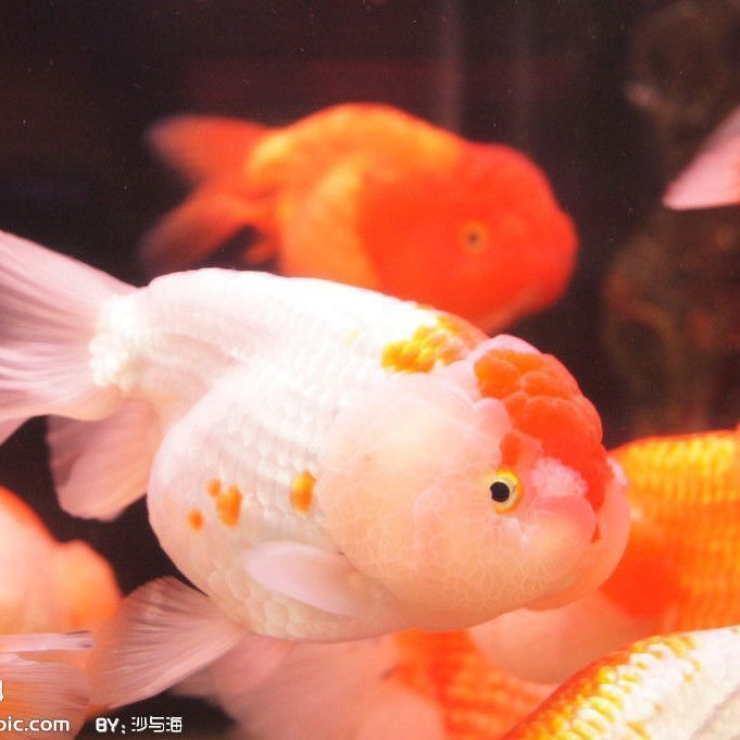 金魚種類名字帶龍的