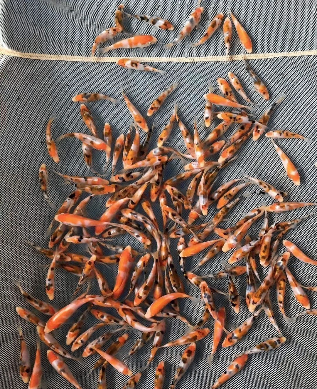 錦鯉一年產幾次卵