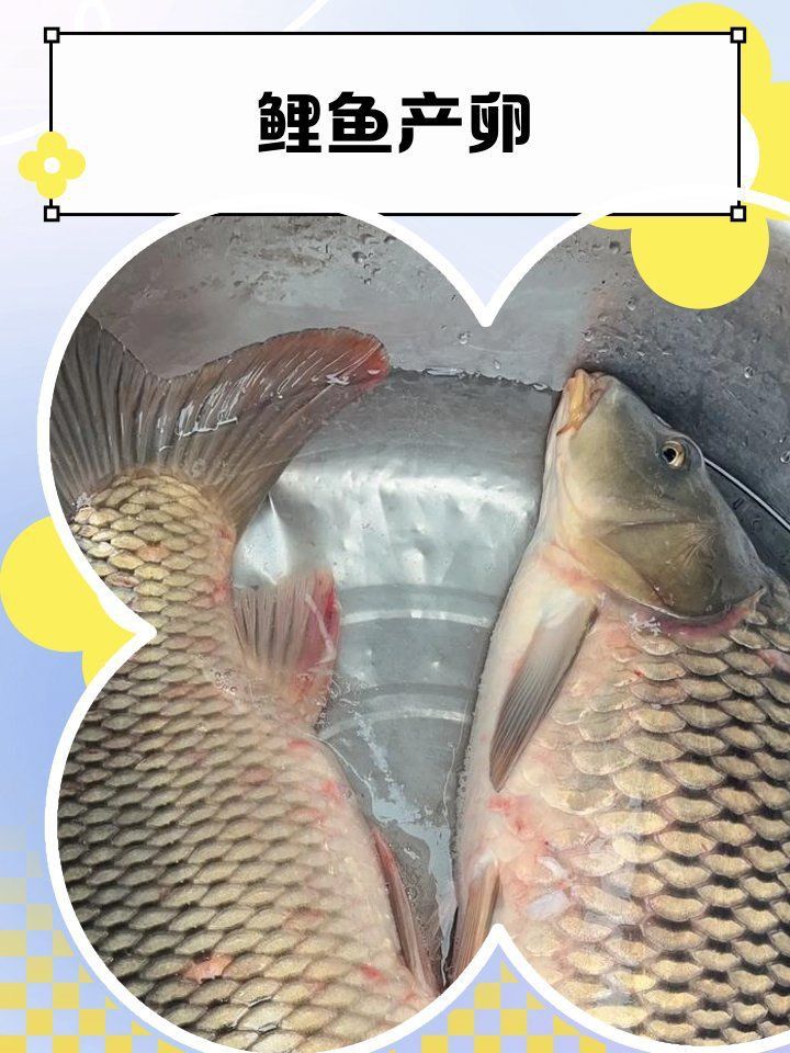 錦鯉一年產(chǎn)幾次卵