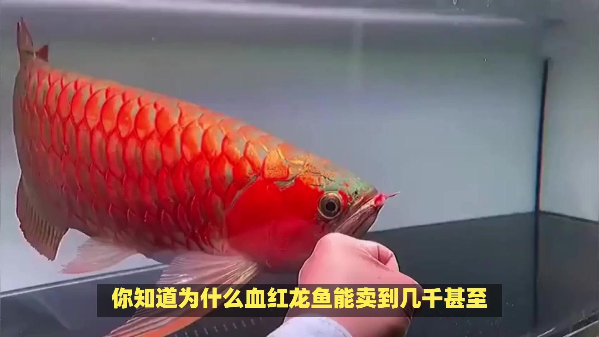 血紅龍的價格范圍是多少？ 血紅龍的價格范圍是多少？ 龍魚百科 第3張